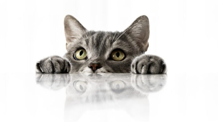 980x551_1765623598.jpg Снимка: iStock