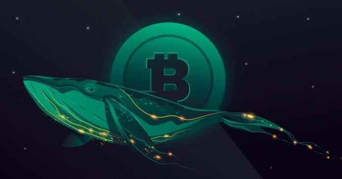 Биткойн китовете увеличават запасите си, докато дребните инвеститори реализират печалби Биткойн китовете увеличават запасите си, докато дребните инвеститори реализират печалби