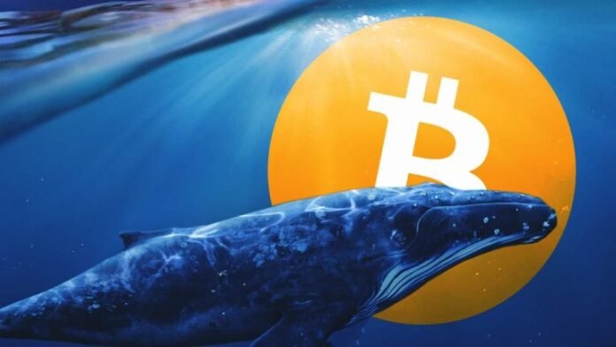 Китовете при Биткойн намаляват ливъридж експозицията си, сигнализирайки за предстоящи Китовете при Биткойн намаляват ливъридж експозицията си, сигнализирайки за предстоящи ръстове